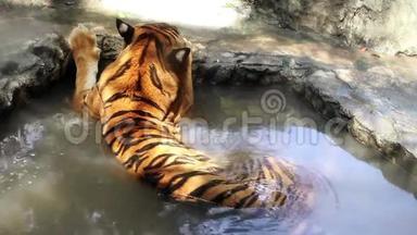 老虎在水里